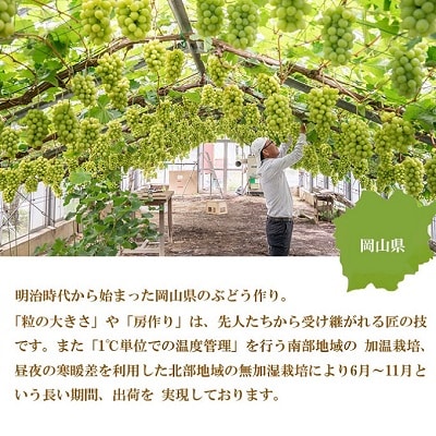 ご家庭用 シャイン マスカット 晴王 約400g×2房 岡山県産[No.5735-1788]