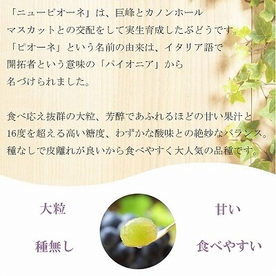 【先行受付】ご家庭用 ニュー ピオーネ 約500g×2房 岡山県産[No.5735-1792]