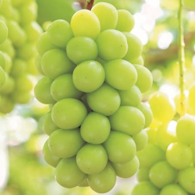 ご家庭用 シャイン マスカット 2～3房 約1.2kg  岡山県産   [No.5735-1951]