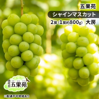 【2026年先行受付】シャインマスカット2房(1房約800g)岡山五果苑[No.5735-1863]
