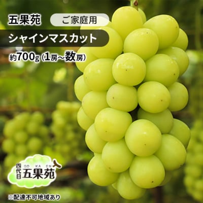 ご家庭用 シャインマスカット 約700g(1房～数房)岡山 五果苑 [No.5735-1864]