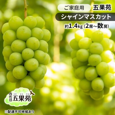 ご家庭用 シャインマスカット 約1.4kg(2房～数房)岡山 五果苑 [No.5735-1865]