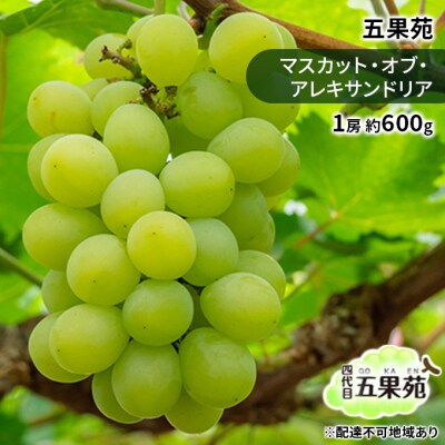 マスカット・オブ・アレキサンドリア 1房 約600g  岡山 五果苑 [No.5735-1868]