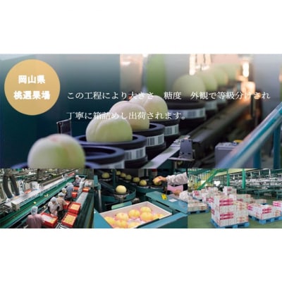 【2025年先行受付】岡山 白桃 エース 4～6玉 1kg 岡山県産 [No.5735-1982]