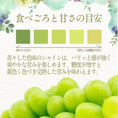 【プレミアムシャインマスカット 晴王 1房 約650g 】赤秀品以上  [No.5735-1959]