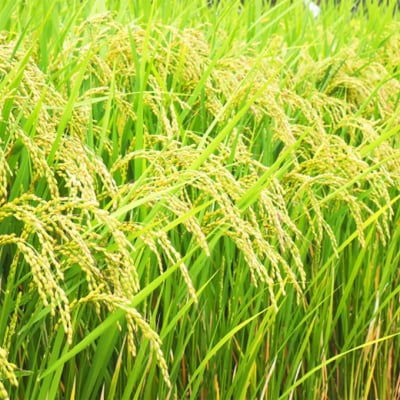 令和7年産 早炊 玄米  きぬむすめ 5kg×2袋 岡山県産  [No.5735-1977]