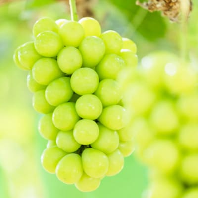 岡山名産 ぶどう 食べ比べ 詰合せ セット 3房 約1.5kg ご家庭用[No.5735-1980]