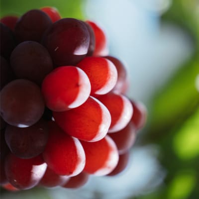 岡山名産 ぶどう 食べ比べ 詰合せ セット 3房 約1.5kg ご家庭用[No.5735-1980]