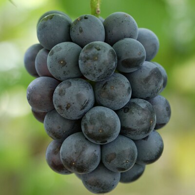 【2026年先行受付】ニューピオーネ4房(1房480g以上)  岡山県産[No.5735-2005]