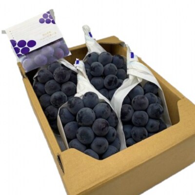 【2026年先行受付】ニューピオーネ4房(1房480g以上)  岡山県産[No.5735-2005]