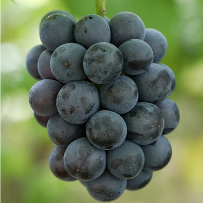 [2026年先行受付] ニューピオーネ2房(1房480g以上) 岡山県産[No.5735-2006]