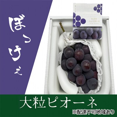 ぼっけえ大粒ニューピオーネ 1房(800g以上) 化粧箱入り 岡山県産 [No.5735-2007]