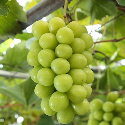 シャインマスカット 晴王2房(1房480g以上) 化粧箱入り 岡山県産 [No.5735-2008]