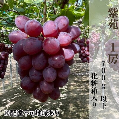 【2026年先行受付】 紫苑1房(700g以上)化粧箱入り 岡山県産 [No.5735-2009]