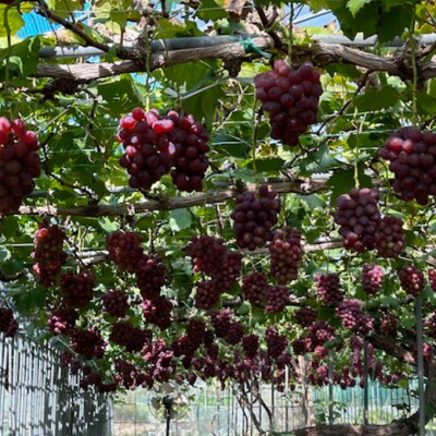 【2026年先行受付】 紫苑1房(700g以上)化粧箱入り 岡山県産 [No.5735-2009]