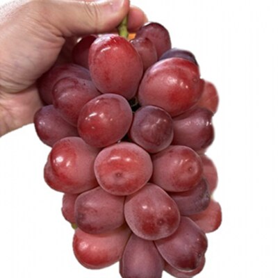 【2026年先行受付】 紫苑1房(700g以上)化粧箱入り 岡山県産 [No.5735-2009]