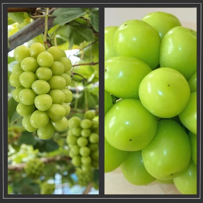 ニューピオーネ・シャインマスカット晴王 各2房 化粧箱入り 岡山県産 [No.5735-2011]