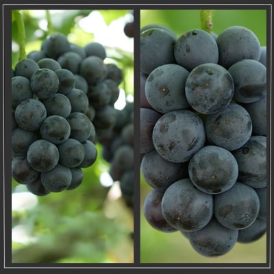 ニューピオーネ・シャインマスカット晴王 各2房 化粧箱入り 岡山県産 [No.5735-2011]