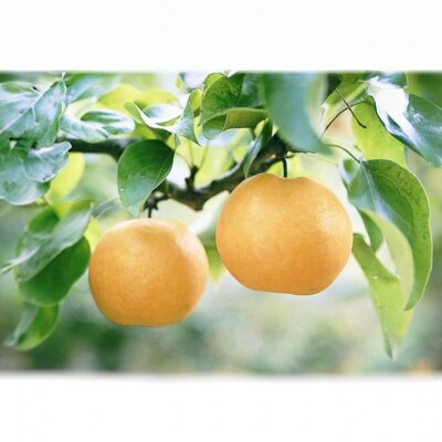 2026年先行受付 あたご梨 3-6玉 青秀以上 (約4kg) 化粧箱入[No.5735-2017]