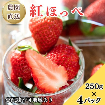 瀬戸内 牛窓産 いちご 紅ほっぺ 約1kg(約250g×4パック)  [No.5735-2039]