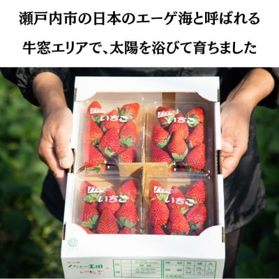 瀬戸内 牛窓産 いちご 紅ほっぺ 約1kg(約250g×4パック)  [No.5735-2039]