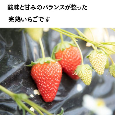 瀬戸内 牛窓産 いちご 紅ほっぺ 約1kg(約250g×4パック)  [No.5735-2039]