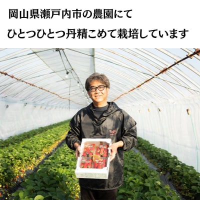 瀬戸内 牛窓産 いちご 紅ほっぺ 約1kg(約250g×4パック)  [No.5735-2039]