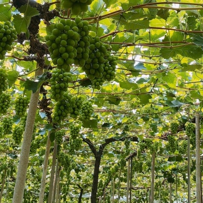 【平均糖度20度】シャイン マスカット 2房 合計約1.2kg 岡山県産[No.5735-1942]