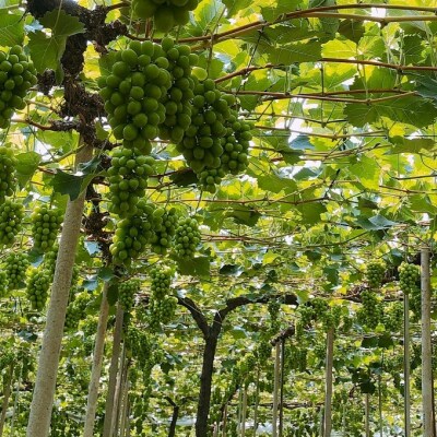 【平均糖度20度】 シャイン マスカット 2房 計約1.0kg 岡山県産[No.5735-1943]