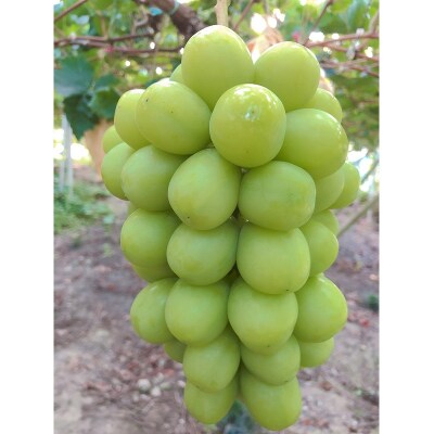 【平均糖度20度】シャインマスカット1房約750g 特秀クラス 岡山県産[No.5735-1944]