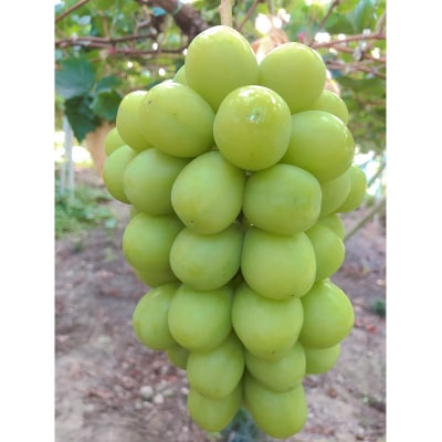 シャイン マスカット&ニュー ピオーネ 2房 合計約1.2kg 岡山県産[No.5735-1945]