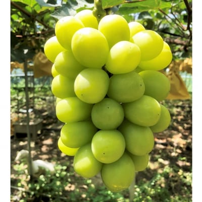 【平均糖度20度】 ご家庭用 シャイン マスカット 2房 岡山県産 [No.5735-1947]