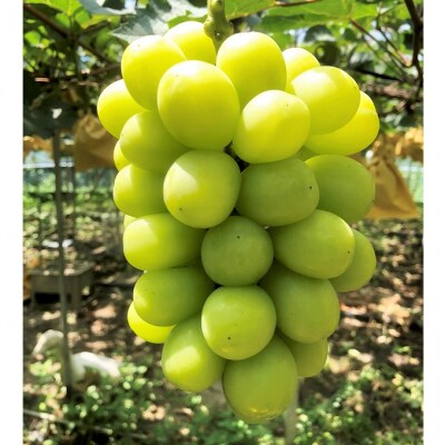 【平均糖度20度】 ご家庭用 シャイン マスカット 2～3房 岡山県産 [No.5735-1948]