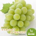【2025年先行受付】 マスカットオブアレキサンドリア 1房 (赤秀) [No.5735-2069]