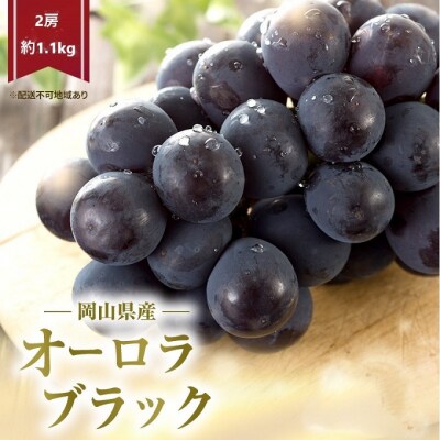 【2025年先行受付】オーロラブラック 2房 (約1.1kg)化粧箱入り[No.5735-2071]