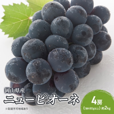 【2026年先行受付】ニューピオーネ 4房(1房480g以上) 岡山県産[No.5735-2044]