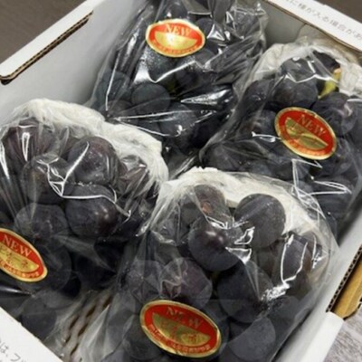 【2026年先行受付】ニューピオーネ 4房(1房480g以上) 岡山県産[No.5735-2044]