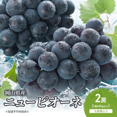 【2025年先行受付】ニューピオーネ 2房 化粧箱入り 岡山県産 [No.5735-2045]