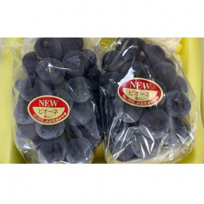 【2026年先行受付】ニューピオーネ 2房 化粧箱入り 岡山県産 [No.5735-2045]