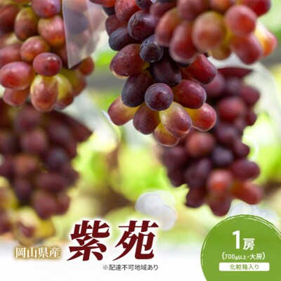 【2026年先行受付】紫苑 1房(700g以上) 化粧箱入り 岡山県産 [No.5735-2051]