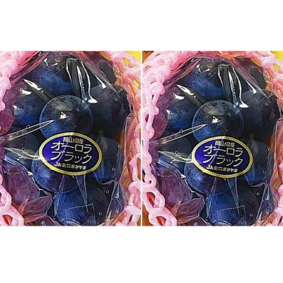 オーロラブラック 2房  (1房480g以上)　化粧箱入り 岡山県産 [No.5735-2052]