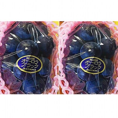オーロラブラック 2房  (1房480g以上)　化粧箱入り 岡山県産 [No.5735-2052]