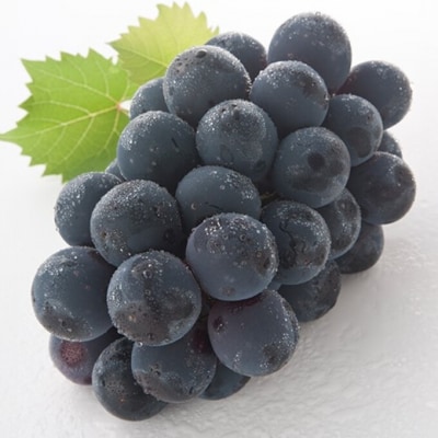 ニューピオーネ・シャインマスカット 晴王 各1房 化粧箱入り 岡山県産 [No.5735-2055]