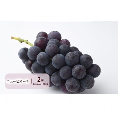 【2026年先行受付】晴れの国 岡山 の フルーツ 定期便 4回コース [No.5735-2062]