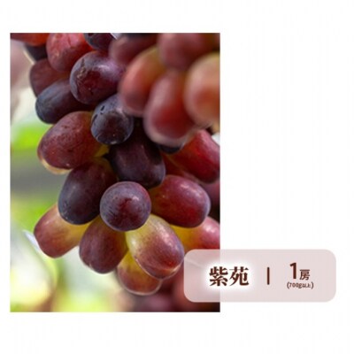 【2026年先行受付】晴れの国 岡山 の フルーツ 定期便 4回コース [No.5735-2062]