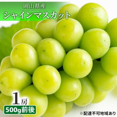 シャイン マスカット 晴王 1房 500g前後 岡山県産 [No.5735-1892]