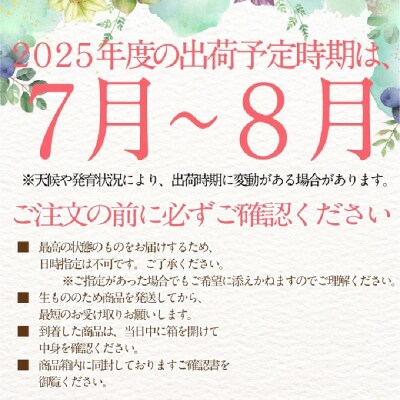 シャインマスカット晴王 1房 約620g 岡山県産 7月～8月出荷 [No.5735-2105]