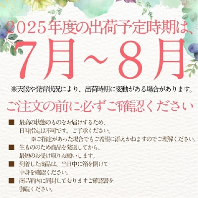 シャインマスカット晴王2房 約1.15kg 岡山県産 7月～8月出荷 [No.5735-2106]