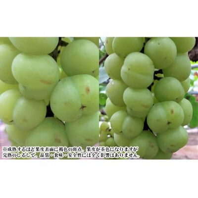 【2026年先行受付】 桃太郎ぶどう 2房 合計約1kg 岡山県産 [No.5735-2078]