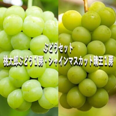 ぶどうセット 桃太郎ぶどう・シャインマスカット 晴王 各1房 岡山県産 [No.5735-2083]